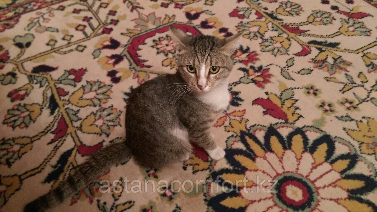 Кот Римский.
