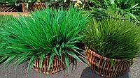 Трава декоративная искусственная под кашпо 34 - 44 см (1 пучок)