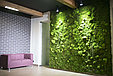Озеленение помещений, фото 3