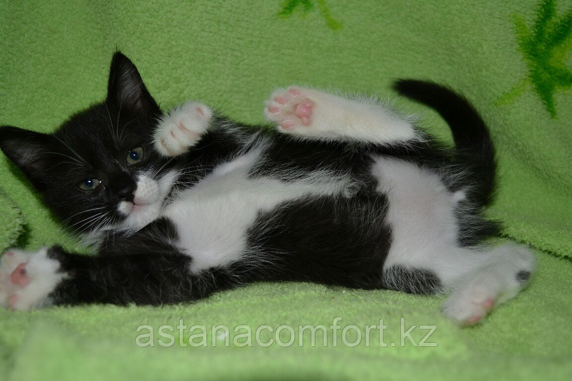 Маленький котенок мальчик.