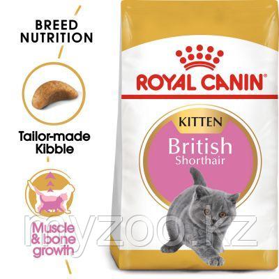 Корм для котят британской породы Royal Canin BRITISH SHORTHAIR KITTEN 10 kg
