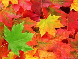 Осенние листья для декора