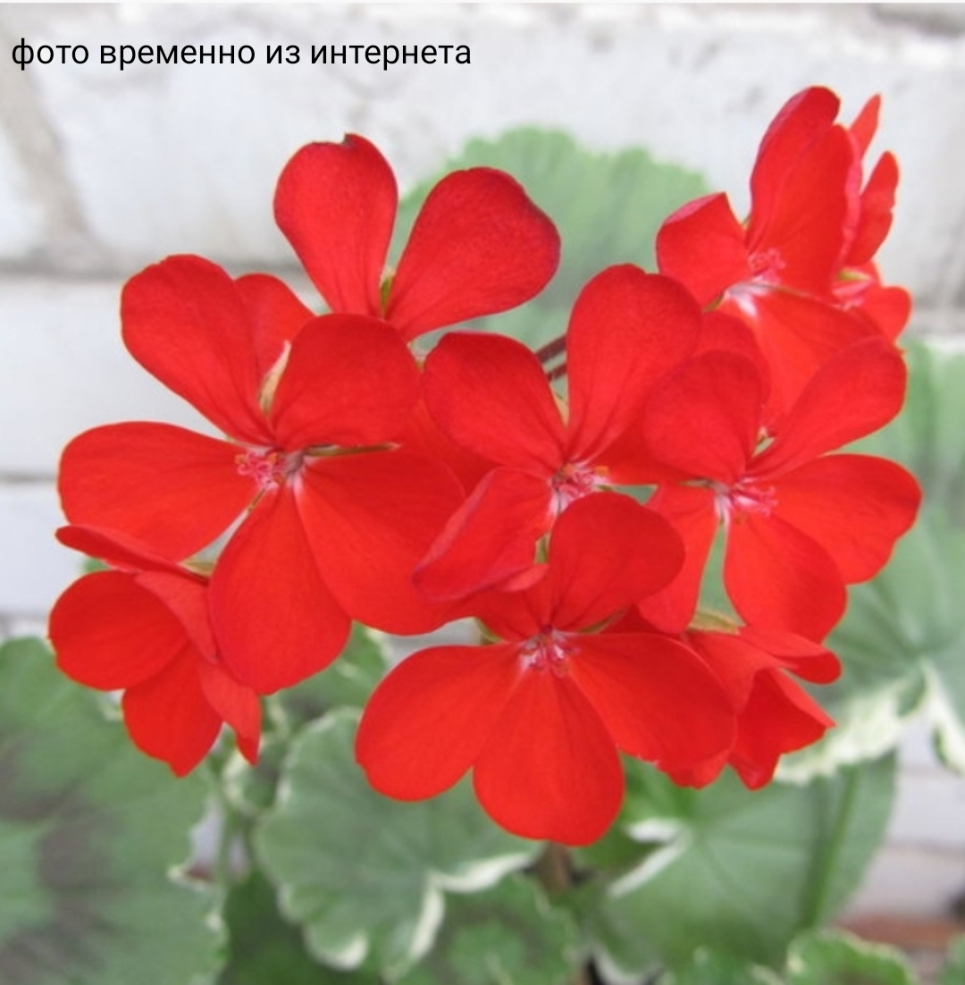 Mr. Farren / укор.черенок