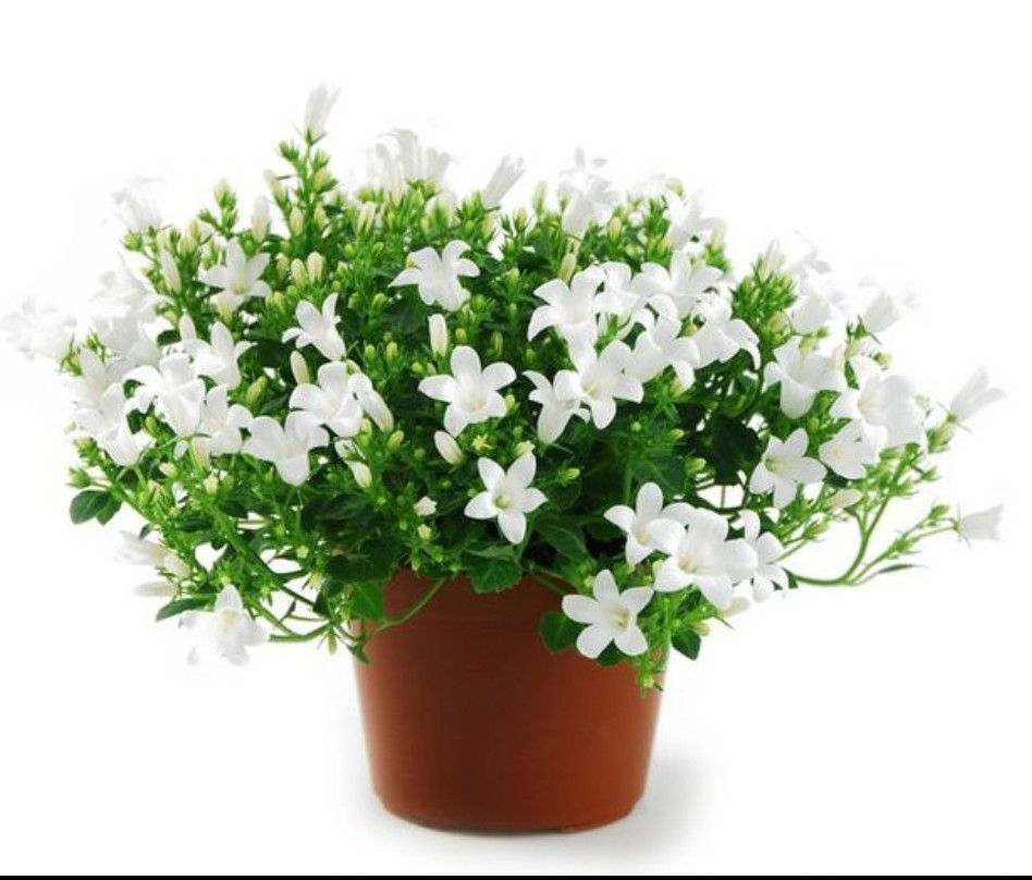 Campanula Portenshlagiana White / взрослое растение
