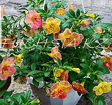 Chameleon Double Pink Yellow №416/ укор.черенок