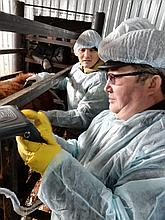 УЗИ-сканирование прижизненных мясных качеств