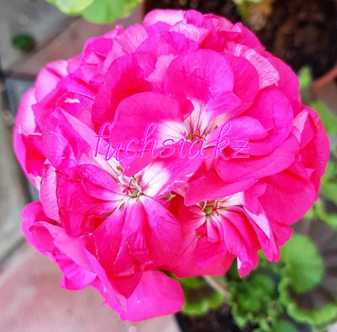 Pac Dazzling Pink / подрощенное растение