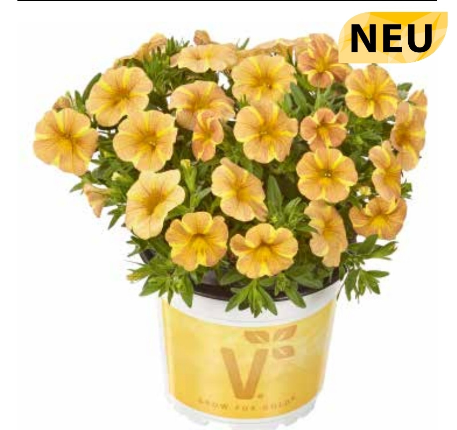 Calipetite Tiger Yellow №444