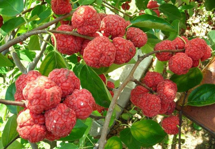 Клубничное дерево Кудрания Триостенная