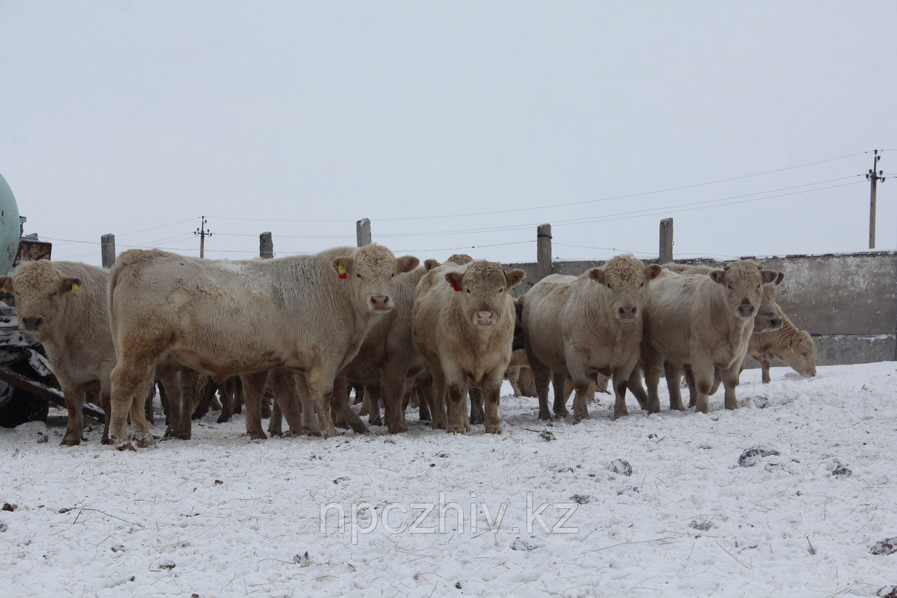 Испытание бычков мясных пород по собственной продуктивности - фото 1 - id-p61428145