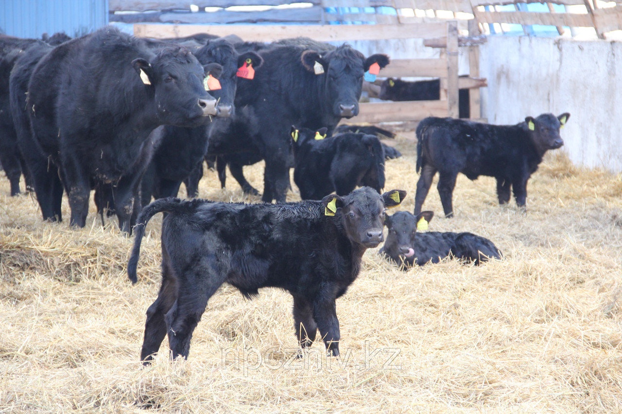 Услуги разработки программ селекции стад в мясном скотоводстве - фото 1 - id-p61428142