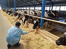 Услуги разработки программ селекции стад в молочном скотоводстве