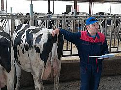 Оценка экстерьера молочного скота
