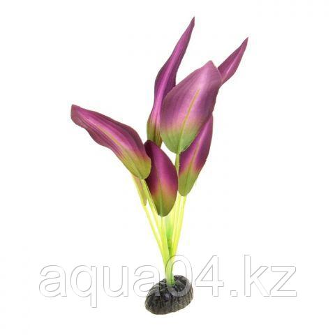 Шелковое растение Эхинодорус зелено-фиолетовый 30 см