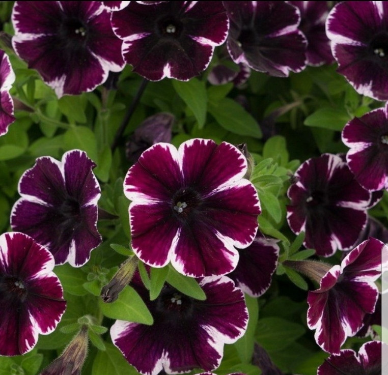 Sweetunia Miss Marvelous №540/ укор.черенок