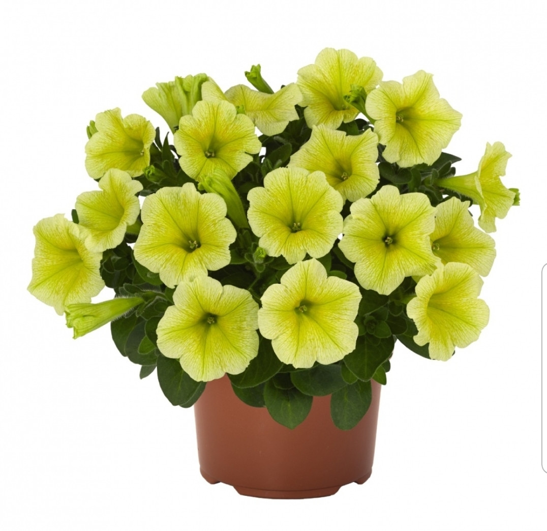Sweetunia Yellow №541