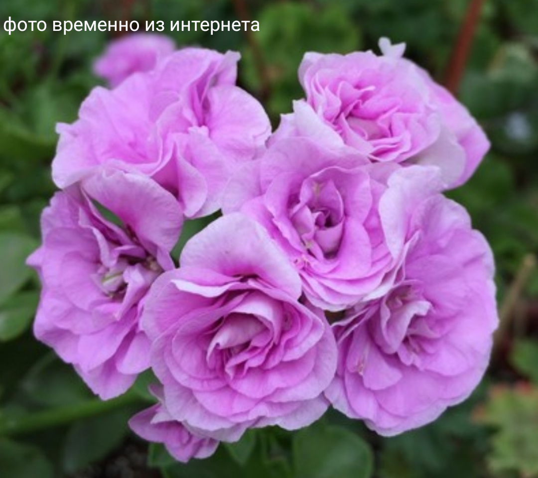 Ako's Farmor / укор.черенок