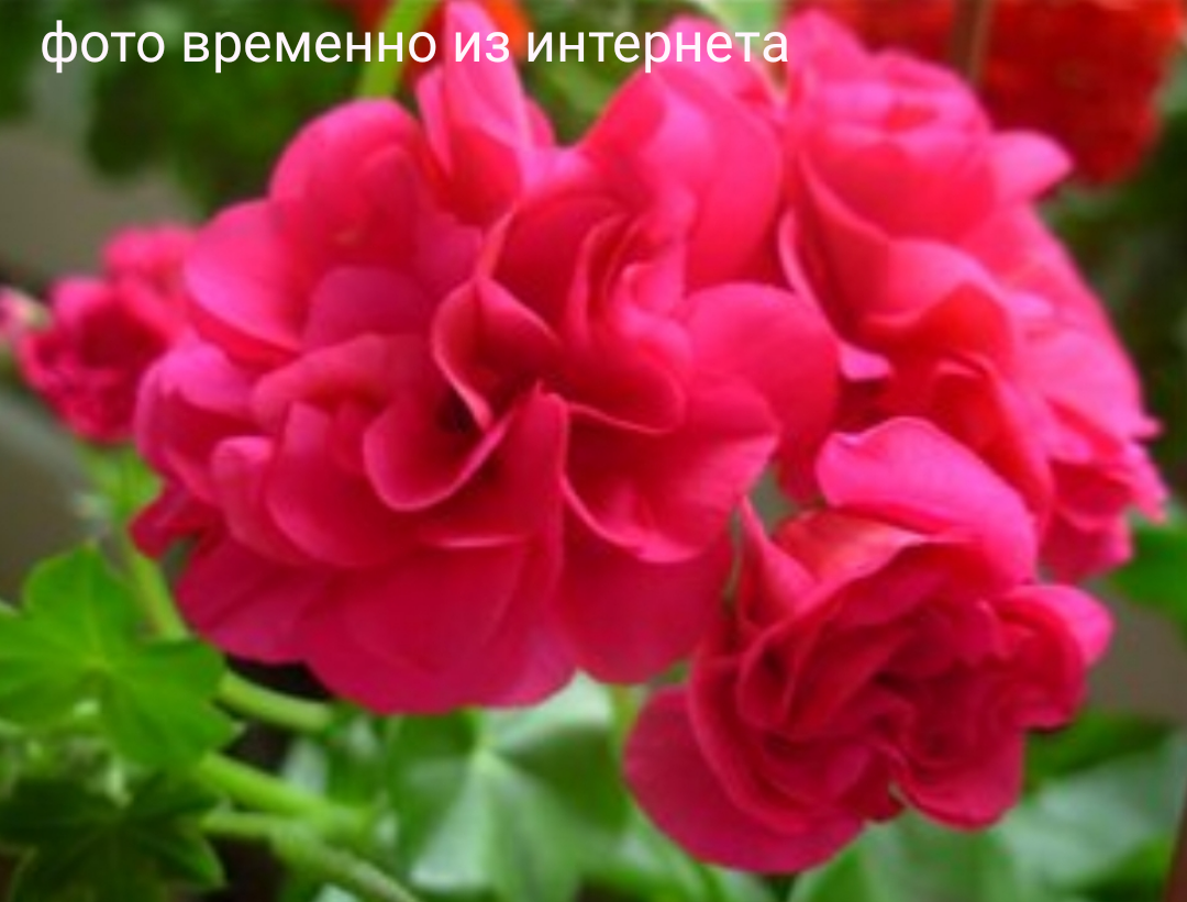 Malayka / укор.черенок