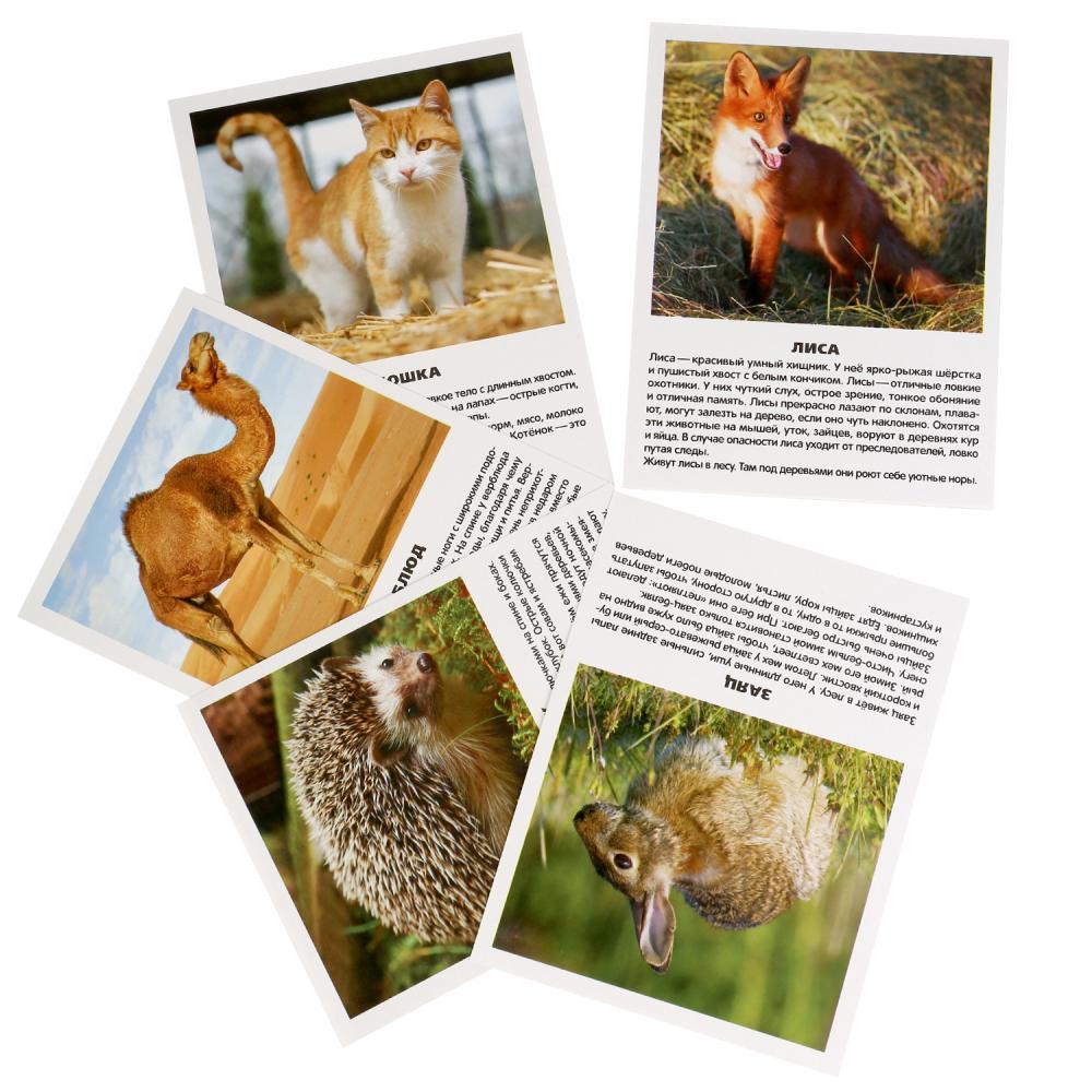 Умка Наглядно-дидактический материал - 16 развивающих карточек "Млекопитающие" - фото 2 - id-p69423030