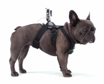 Крепление на собаку для GoPro 5/4/3+/3/SJCAM/Xiaomi (Dog Harness)