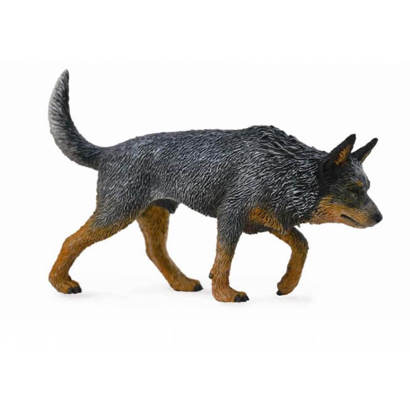 Австралийская пастушья собака, L Collecta