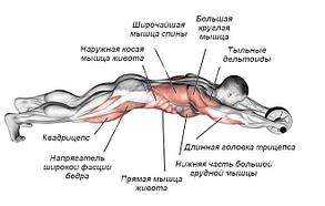 Колесо или ролик для идеального пресса, фото 2