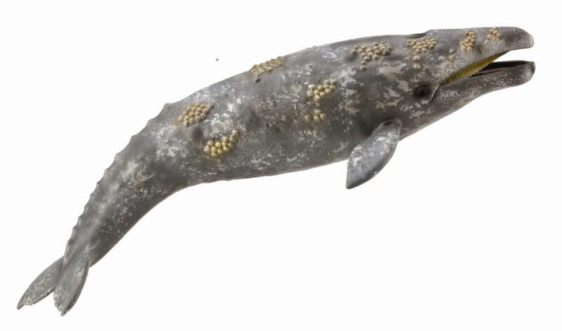 Фигурка Collecta Серый кит, XL