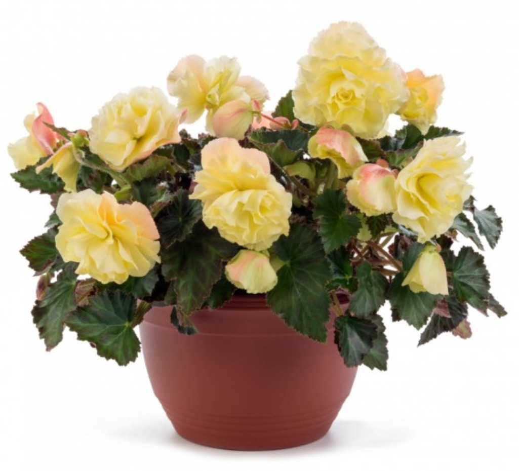 Fragrant Falls Lemon N 341 / укор.черенок