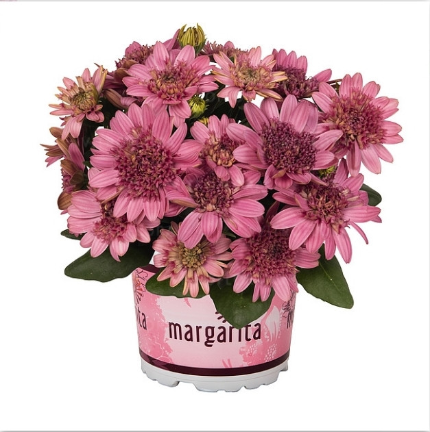 Margarita Double Pink №606 / укор.черенок