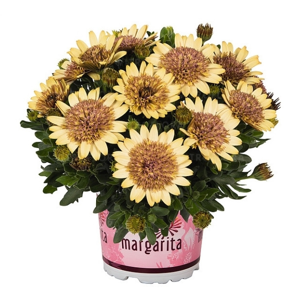 Margarita Double Yellow №608