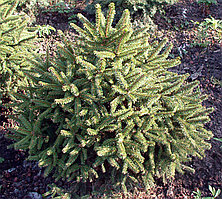 Ель карликовая; TERRA