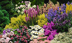 Цветы многолетние; TERRA