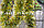 Мишура зеленая с золотыми и белыми кончиками новогодний декор длиной 160х9см, фото 3