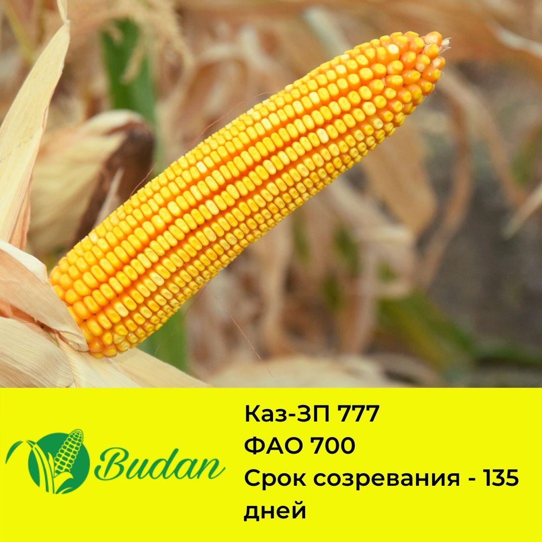 Семена Кукурузы Мей Сид Купить На Авито