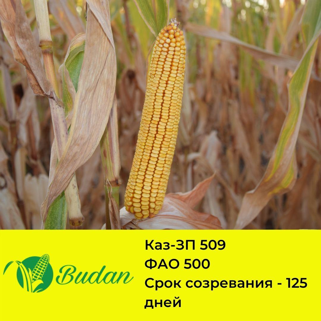 Семена кукурузы Каз-ЗП-509 - фото 1 - id-p58863500