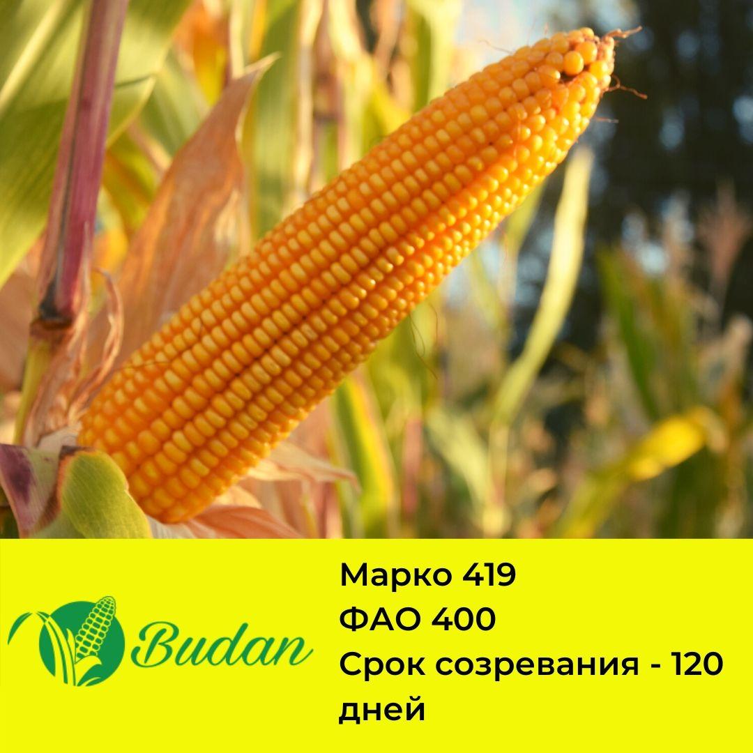 Семена Кукурузы Песня Лета Караганда Купить