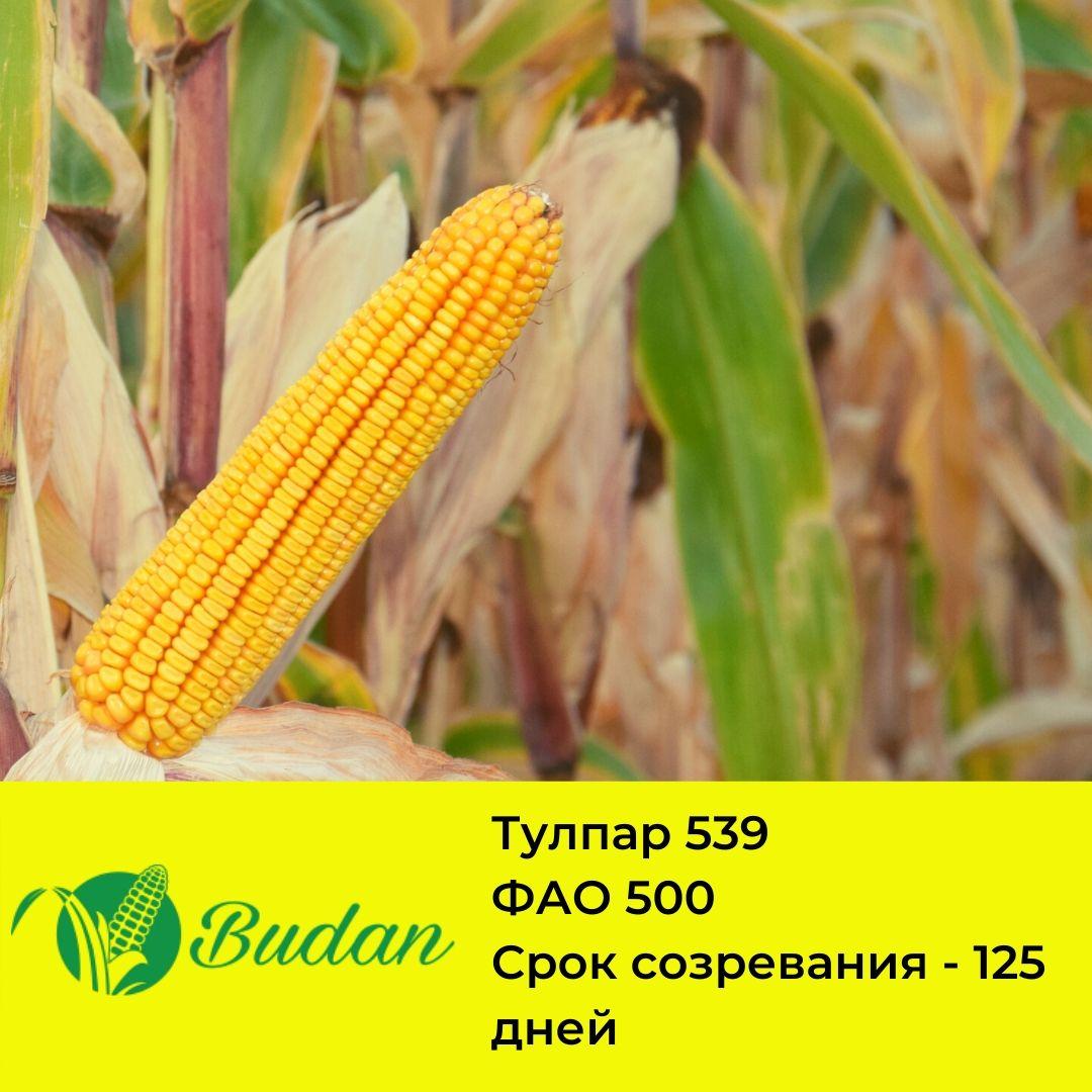 Семена Кукурузы Песня Лета Караганда Купить