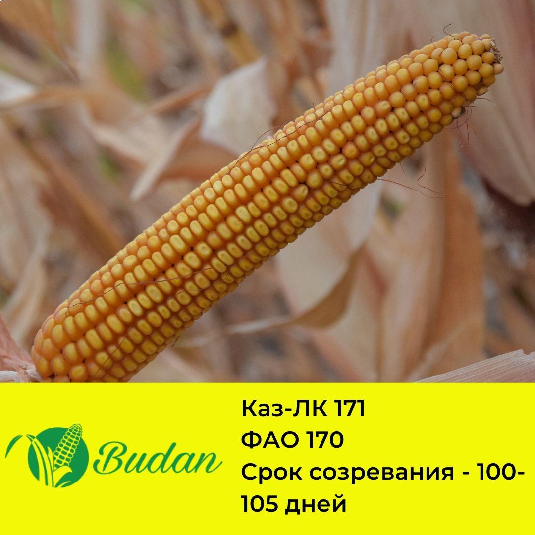 Купить Семена Кукурузы В Казахстане