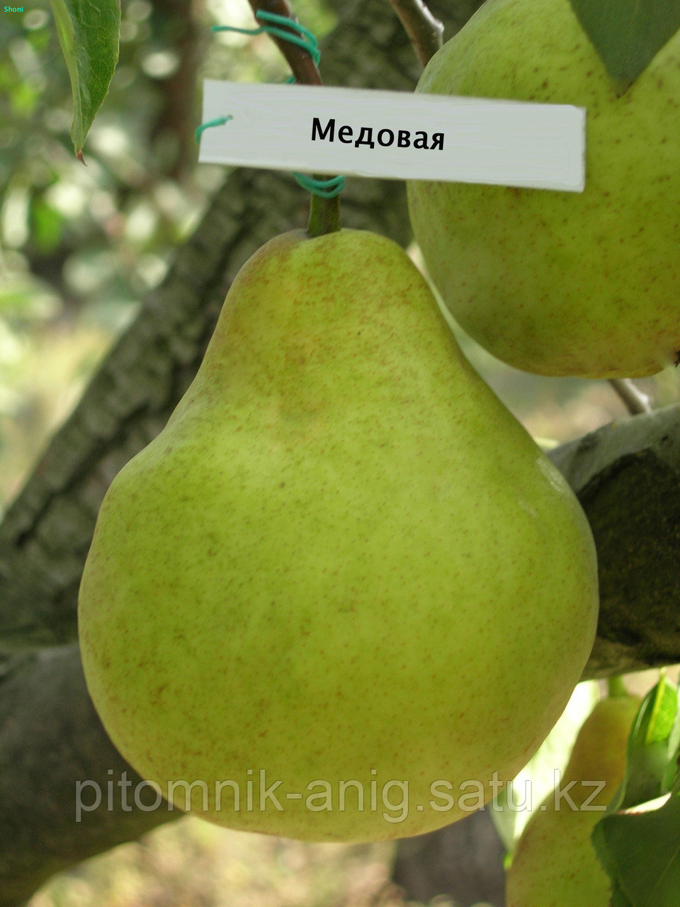 Груша колоновидная медовая описание сорта фото. Груша колоновидная медовая. Груша медовая груша колоновидная. Колоновидная груша сорта медовая. Груша бере медовая.