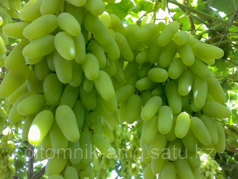 Виноград Дамские пальчики (id 70326056)
