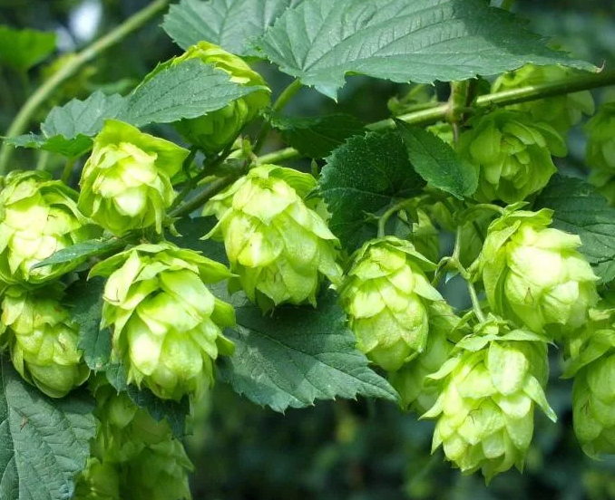 Хмель в шишках Подвязный (Чувашхмельпром Россия), 50г Альфа: продажа ...