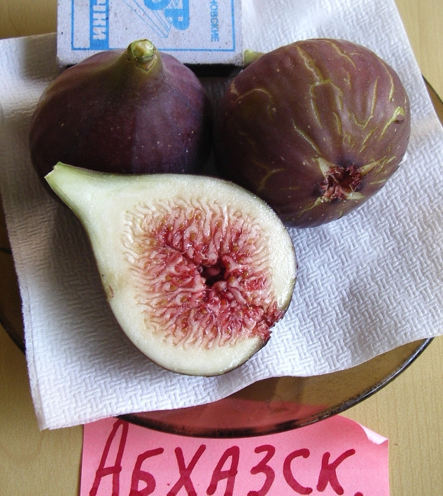 Инжир сорт Абхазский фиолетовый ЗКС