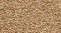 Пшеничный (Курский солод)