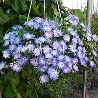 Isofila Dublin Bicolor/взрослое растение в подвесном кашпо