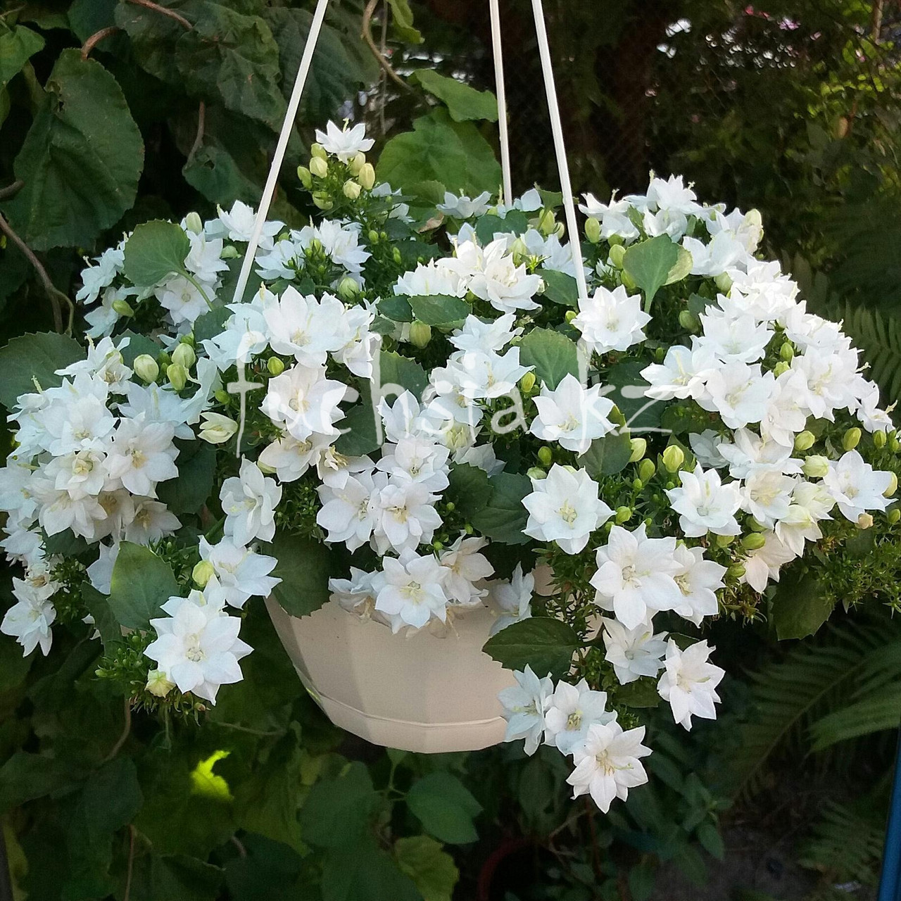 Isophila Dublin White/ укор.черенок