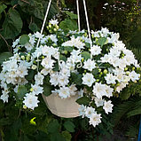 Isophila Dublin White/ цветущее растение, фото 2