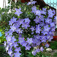 Isofila Maya/подрощенное растение