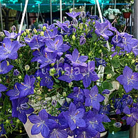 Isofila Napoli Blue/ подрощенное растение