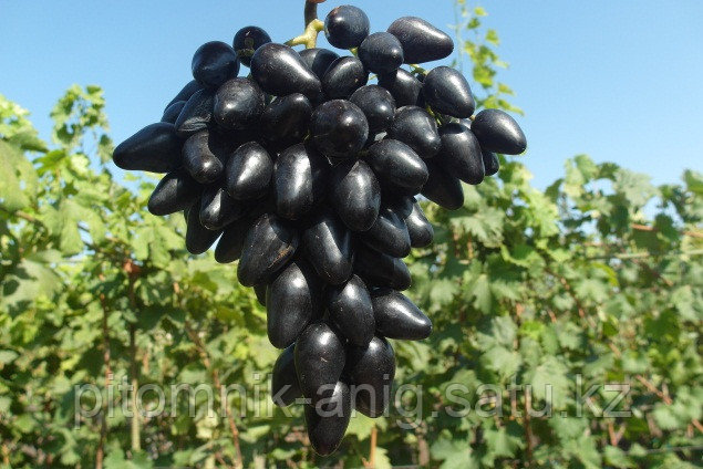 виноград черный кристалл описание сорта отзывы. виноград черный кристалл описание сорта отзывы. виноград черный клювик. виноград монолит калугина. виноград черный кристалл описание сорта отзывы.