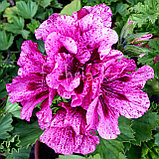 Rachel / укор.черенок, фото 2